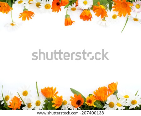 Frame of chamomile and calendula flowers on a white background