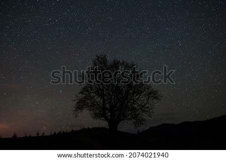 Tree under the starry night sky