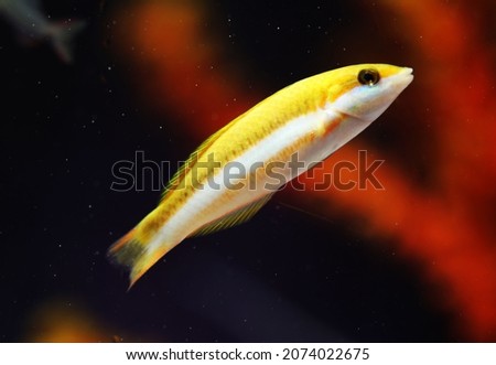 female or juvenile yellow brown wrasse (Thalassoma lutescens)