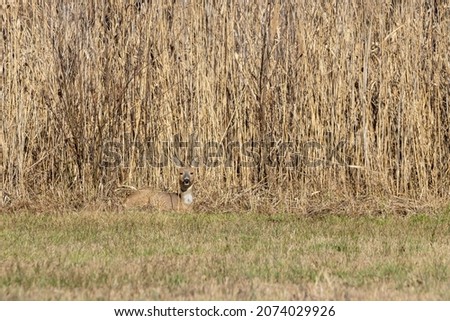 A young female deer at the edge of a forest at a sunnyy day in summer.