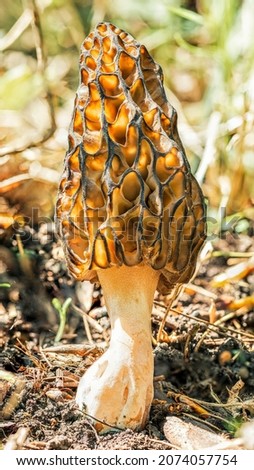 Morel mushroom in the spring sun in the forest, high definition macro 
