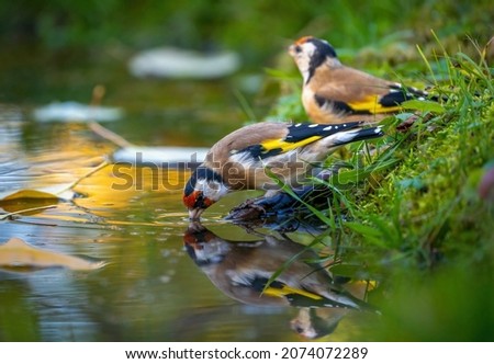 A flock of bright and colorful goldfinches is sitting on the edge of a beautiful pond and drinking water