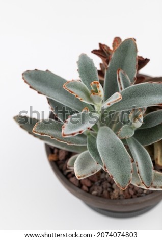 Close up Of Silvery Green Fuzzy Kalanchoe Succulent Plant