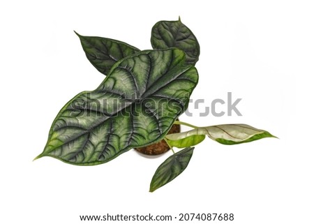 Top view of exotic 'Alocasia Baginda Dragon Scale' houseplant in flower pot isolated on white background Royalty-Free Stock Photo #2074087688