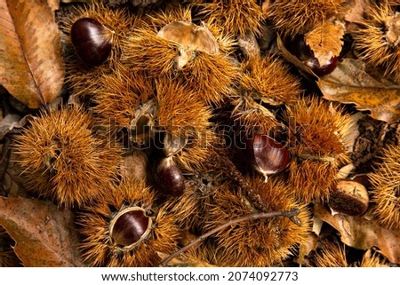 Undergrowth with dropped husks and chestnuts and dry leaves. Picture taken in a wood, during the autumn, in the North of Italy - Top view.