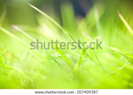 Grass pretty light background