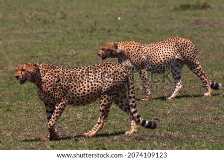 Two full cheetahs walking after their successful hunting. Masai Mara national park. Kenya