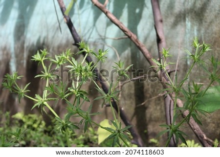 green coriander flower in garden