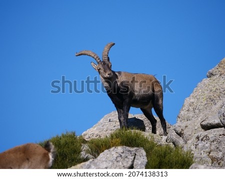 Iberian ibex in Guadarrama mountains