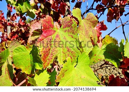 Autumn vineyards background with red and yellow leaves in the sun