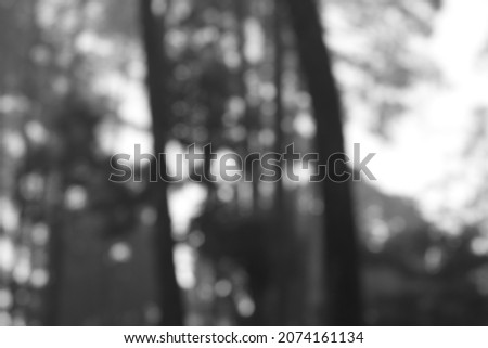 Black and white the blurred pine tree background