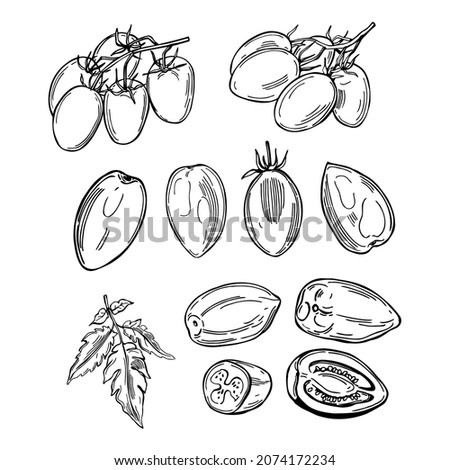 Hand-drawn tomatoes on white background. Vector sketch  illustration. 