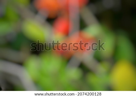 Defocused flower with a natural background. Good for quote background, presentation background or another project