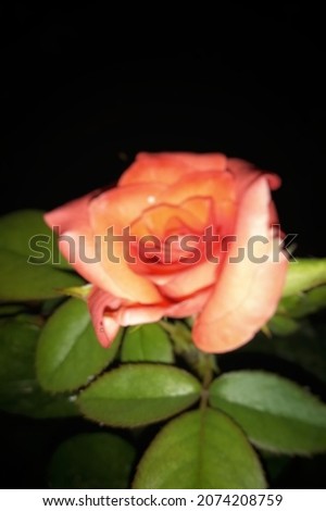 Blurry image of a blooming rose flower. The color is peach. 