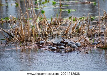 A bale of painted turtles on a dirt mound in Kingfisher Lagoon in Kensington Metropark. Painted Turtles are the most widespread native turtles of North America. They are striped hence their name.