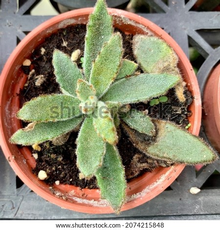Kalanchoe panda plant succulent in 3 inch pot with peatmoss
