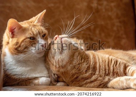 Two ginger sister cats feline laying on a couch cuddling, playing, resting and relaxing. Royalty-Free Stock Photo #2074216922