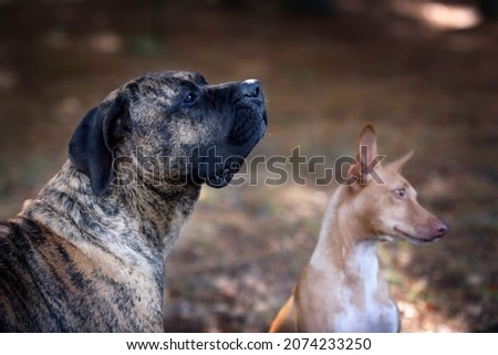 Portrait of a Presa Canario purebred dog with a blurry Podenco Canario purebred dog in the background Royalty-Free Stock Photo #2074233250
