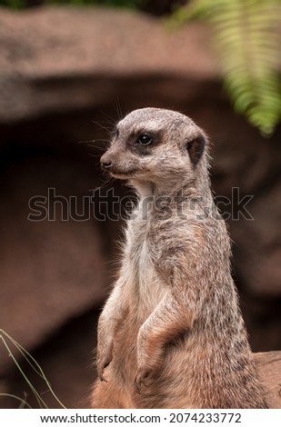 Meerkat face Thoughtful creature thinking in close up