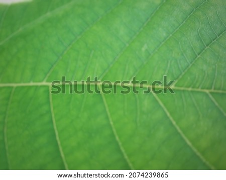Defocused abstract background of fig tree leaves. This photo is perfect for book covers, presentation materials, social media uploads, backgrounds, and more.