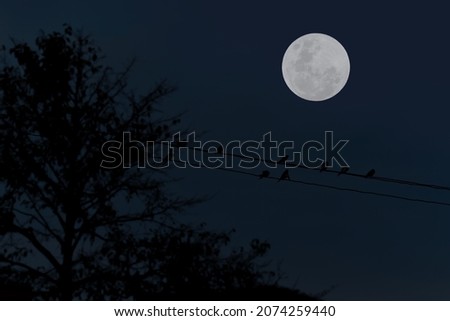 Full moon with birds silhouette on electric wire and tree in the night.