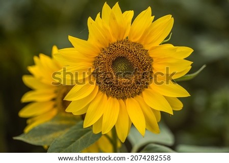 Natural sunflower growing in field background
