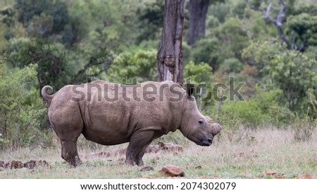 White rhinoceros with tail curled up