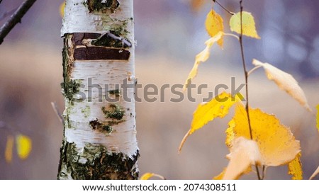birch tree branch. white birch bark. autumn birch leaves. beautiful autumn background. dry leaves. Birch trunk and leaves in autumn. in a park or forest. nature, season. tree bark, macro photo