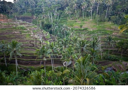Rice terraces near Ubud in Bali, Indonesia