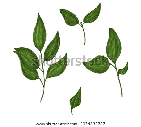 Nature designer elements set collection of green forest leaves. Art foliage natural leaves herbs. Decorative beauty elegant illustration for design. Set of leaves and branches