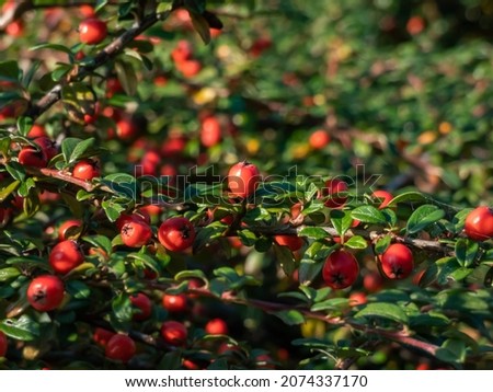 Evergreen shrub with small, glossy, dark green leaves and bright red fruits of bearberry cotoneaster (Cotoneaster dammeri) cultivar 'Skogholm'. Super-plant that absorbs roadside air pollution Royalty-Free Stock Photo #2074337170