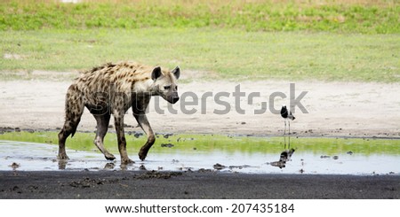 Hyena in Shallow Water, Liuwa Plains National Park, Zambia, Africa