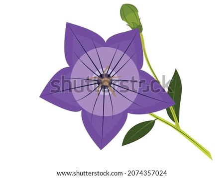 Balloon flowers with bud isolated on white background, bellflower campanula