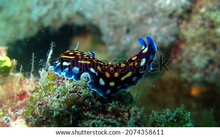 The flatworms, flat worms, Platyhelminthes, or platyhelminths are a phylum of relatively simple bilaterian, unsegmented, soft-bodied invertebrates Royalty-Free Stock Photo #2074358611