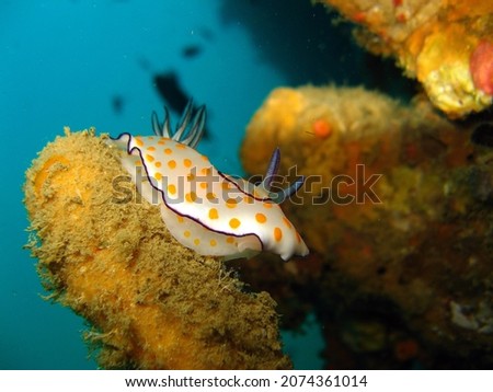 Cute Risbecia (Risbecia pulchella) nudibranch on the coral reef in Thailand
