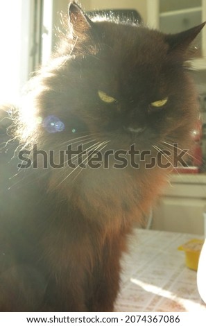 muzzle of a black cat in close-up                               