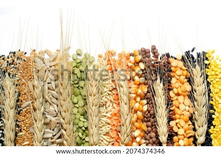 Group of dry organic colorful cereal and grain seed stripe with dry wheat ear on white background. Concept of raw food material or agricultural product and healthy food production Royalty-Free Stock Photo #2074374346