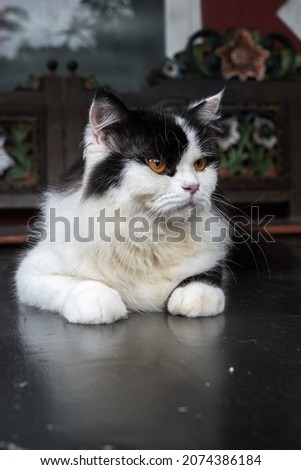 portrait of a beautiful bicolor cat with a sullen face