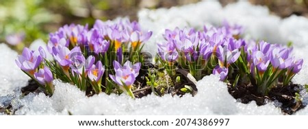 Colorful crocus flowers blooming in snow covering in a garden Royalty-Free Stock Photo #2074386997