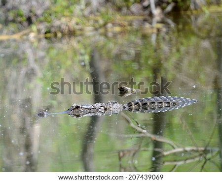 American Alligator (Alligator mississippiensi)