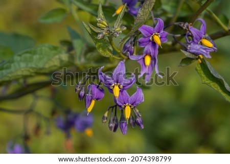 Bittersweet nightshade (Solanum dulcamara) flowers and buds with leaves. Place for text. Royalty-Free Stock Photo #2074398799
