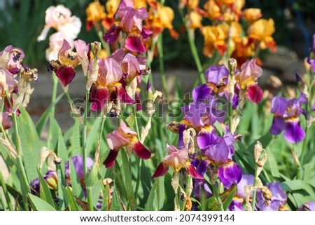 Multicolored iris flowers close-up on a green garden background. Sunny day. Lots of irises. Large cultivated flower of bearded iris (Iris germanica). Royalty-Free Stock Photo #2074399144