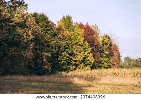 Autumn forest background. Vibrant color tree, red orange foliage in fall park. Nature change Yellow leaves in october season Sunny day weather, bright light banner frame