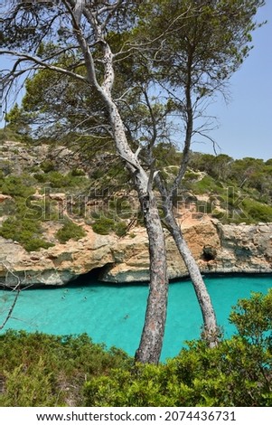 Meditarranean pine tree in Calo des Moro, Majorca, Spain Royalty-Free Stock Photo #2074436731