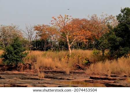 Beautiful Tree with Orange Leaves in Panna Tiger Reserve Royalty-Free Stock Photo #2074453504
