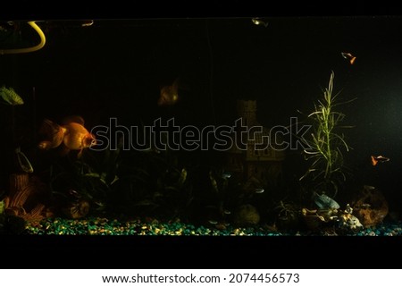 Photo of a night aquarium with fish and a castle