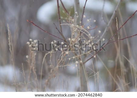 PHOTO PHONE, SOFT FOCUS, BLURRED IMAGE OF PLANTS, SILHOUETTES OF BRANCHES, LEAVES ON A SNOW BACKGROUND. LANDSCAPE forest in late autumn. dark browns and reddish colors.
Abstraction
