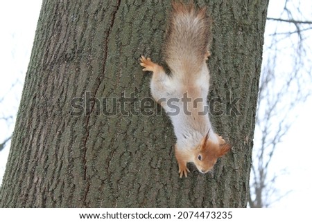 squirrel on a tree in the park