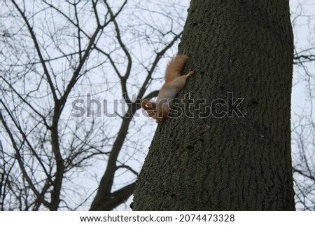 squirrel eats a nut on a tree