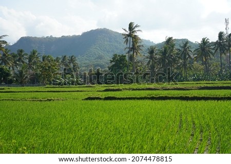 Landscape of farming in summer